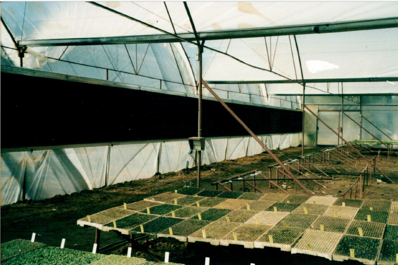 Old seedling trays