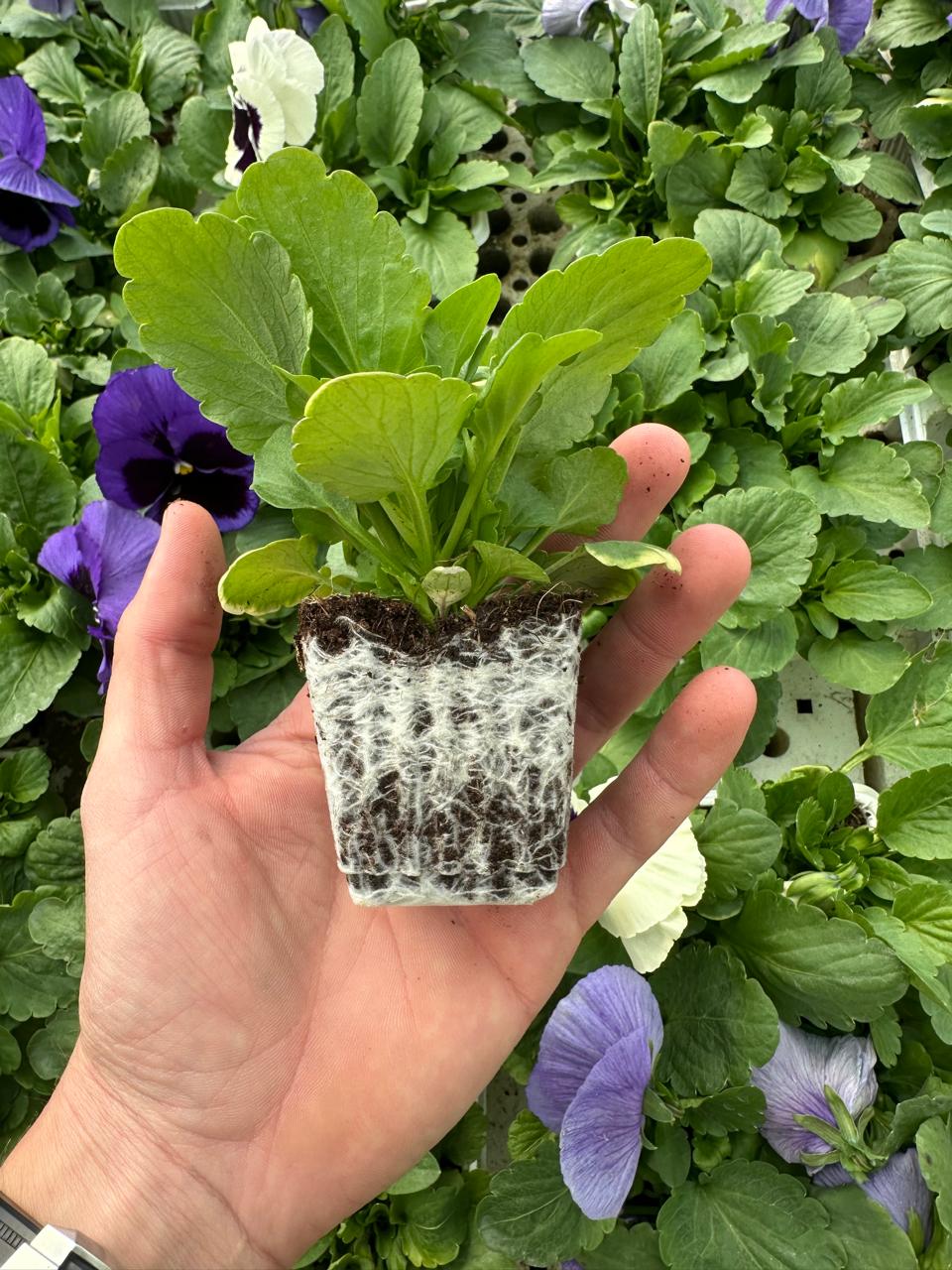Pansy roots