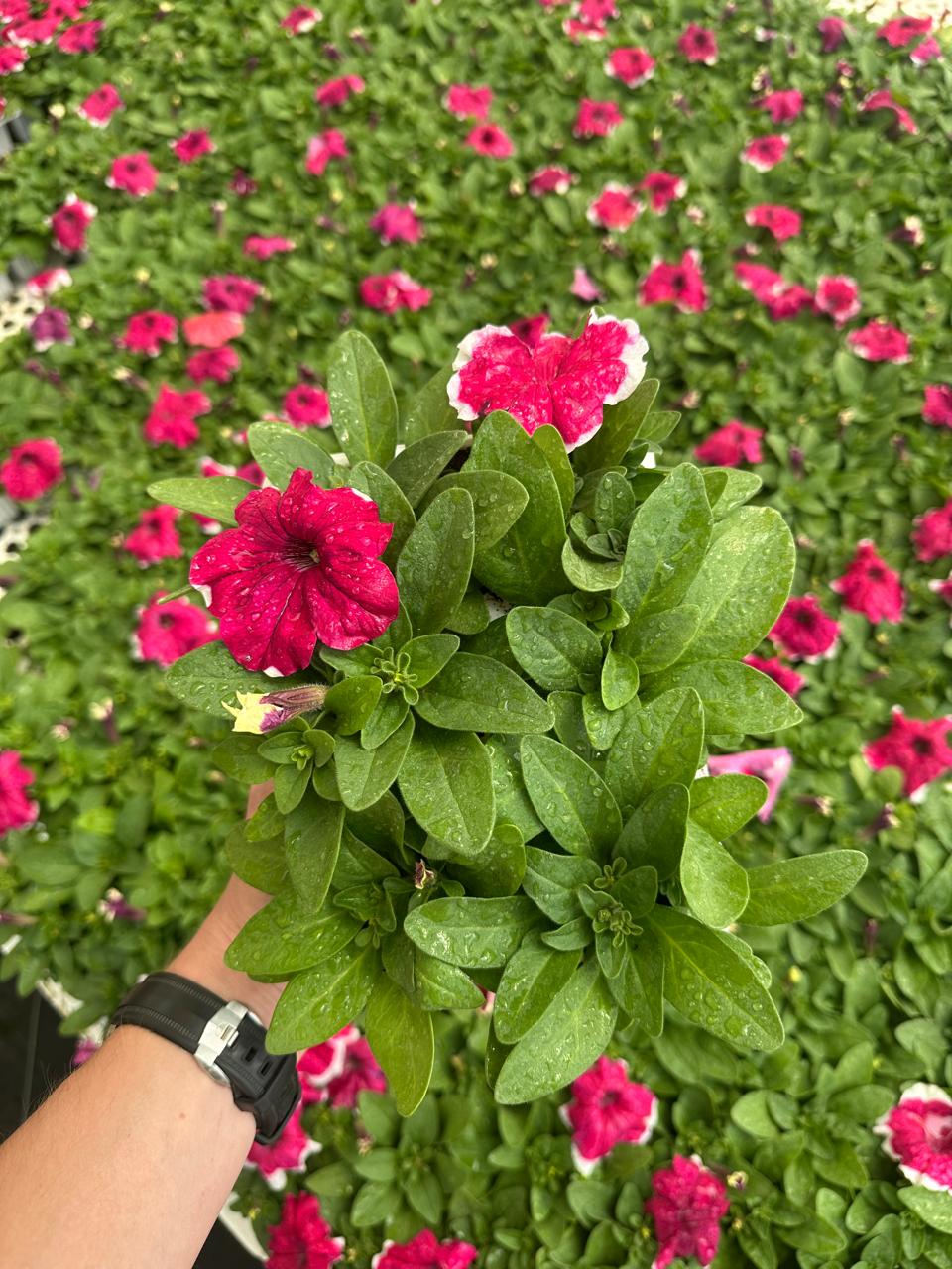 Petunia flowers
